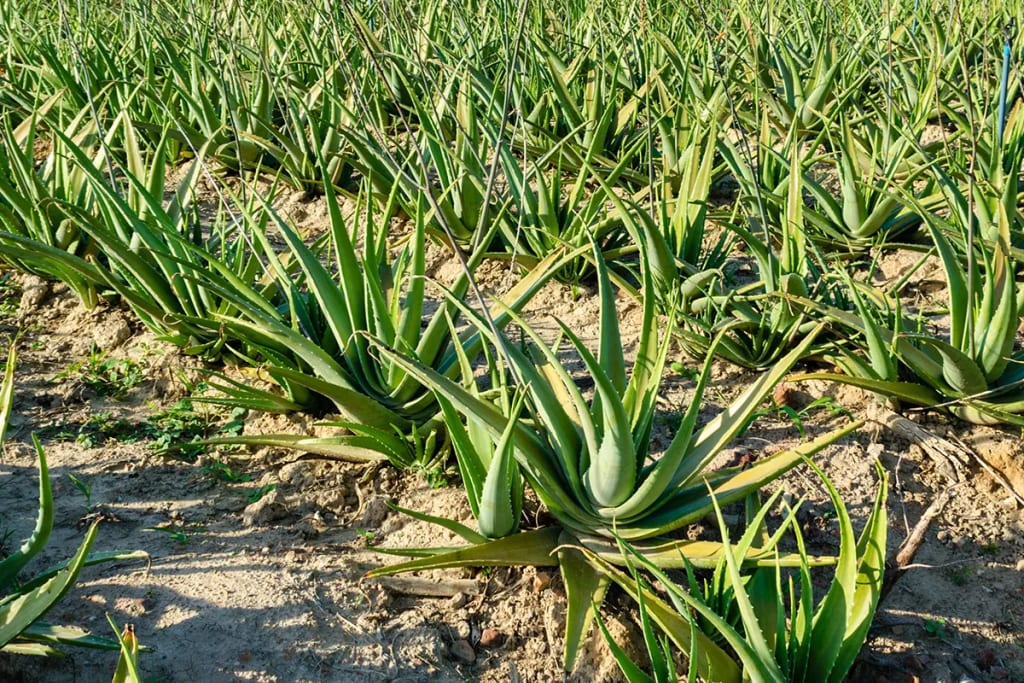 Large number of Aloe Vera plants in a plot