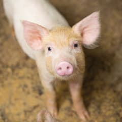 A piglet