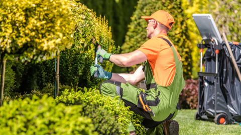Landscaper pruning a hedge
