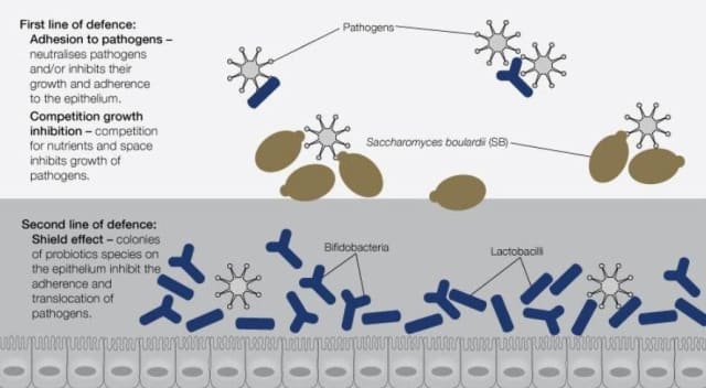 BioCeuticals Lactoferrin Plus SB 10% off RRP diagram at HealthMasters