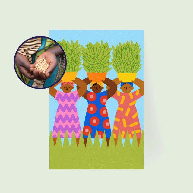 Drought-resistant seeds