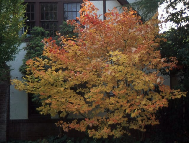 Acer-Circinatum