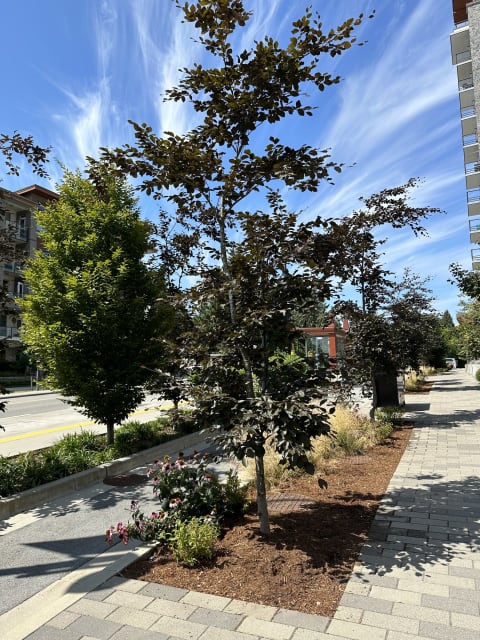 Residences at Lynn Valley II