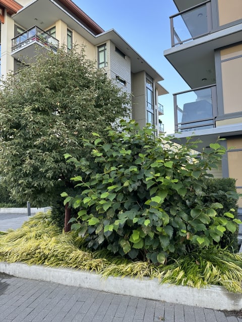 Residences at Lynn Valley II