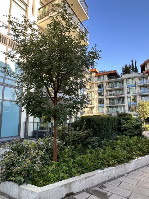 Residences at Lynn Valley II