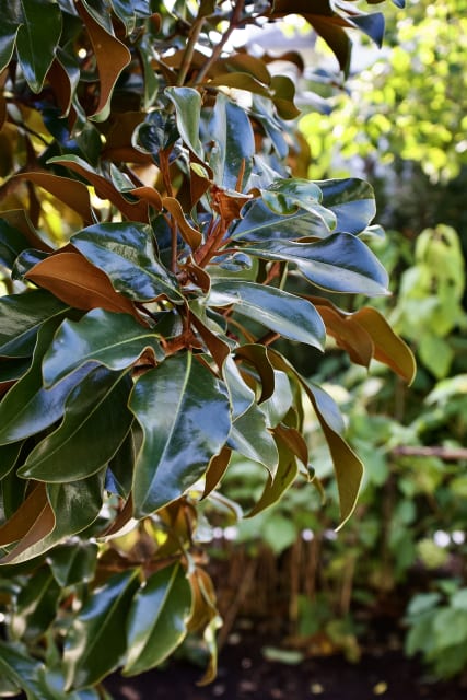 West Coast Modern: A Sustainable Landscape