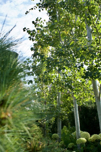 West Coast Modern: A Sustainable Landscape