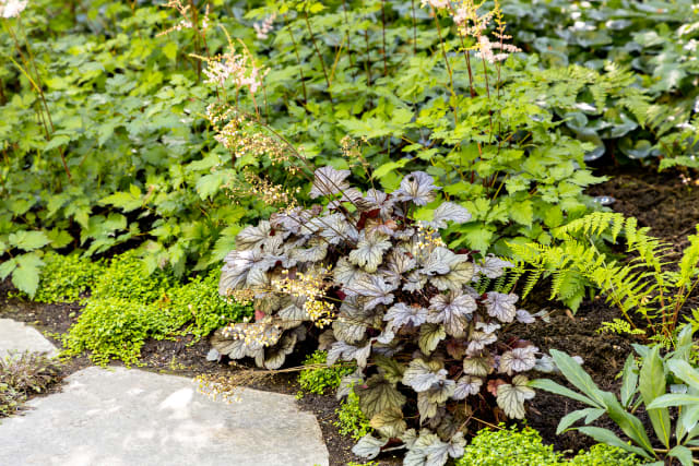 Shaughnessy Shade Garden
