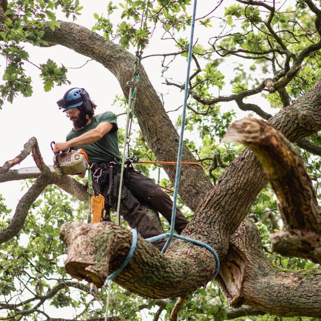 Arborist Services