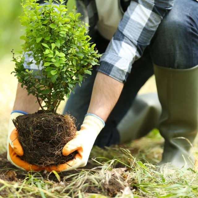 Custom Seasonal Planting (Planter & Pots)