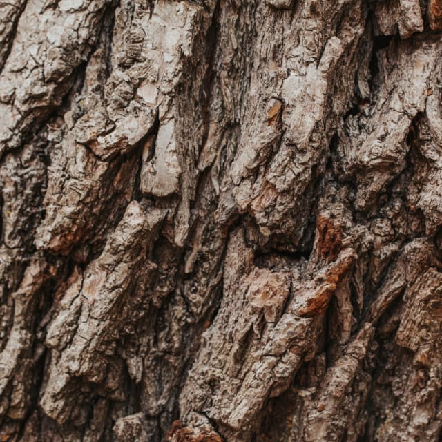 Aged Bark