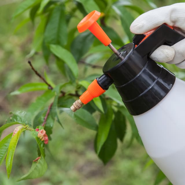 Fungicide