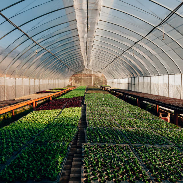 Greenhouse - Other