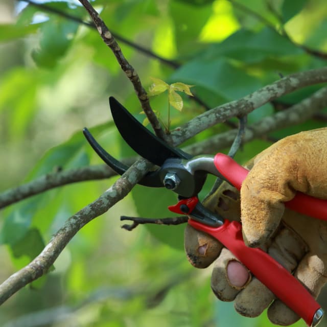 Pruners/Saws/Loppers