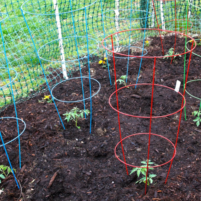 Tomato Cages