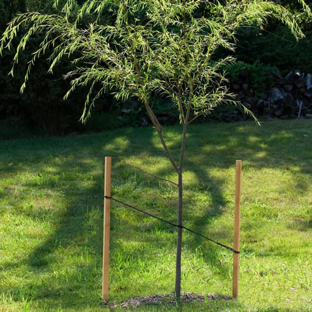 Tree Stakes