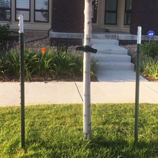 Tree Stakes - Steel