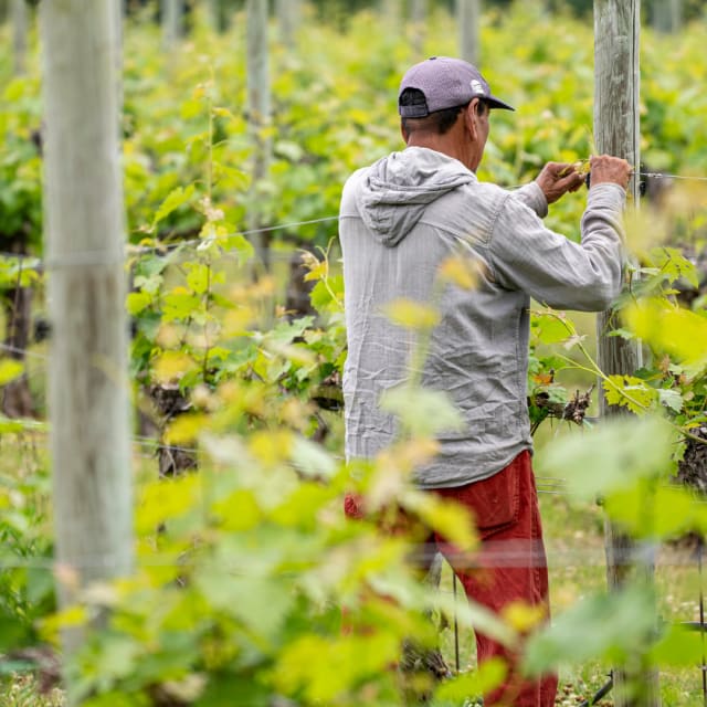 Wire Vineyard/Berry/Trellis