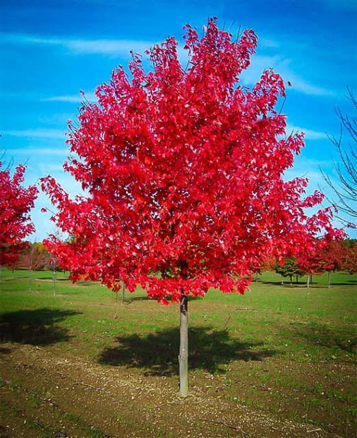 Acer