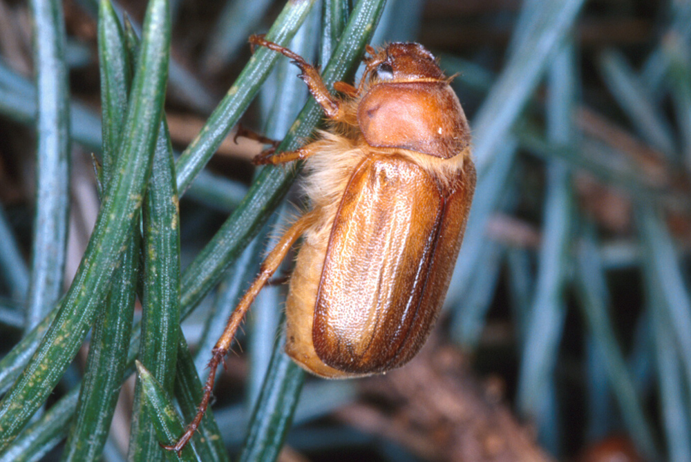 Adult European chafer beetle showing light brown coloration and body structure