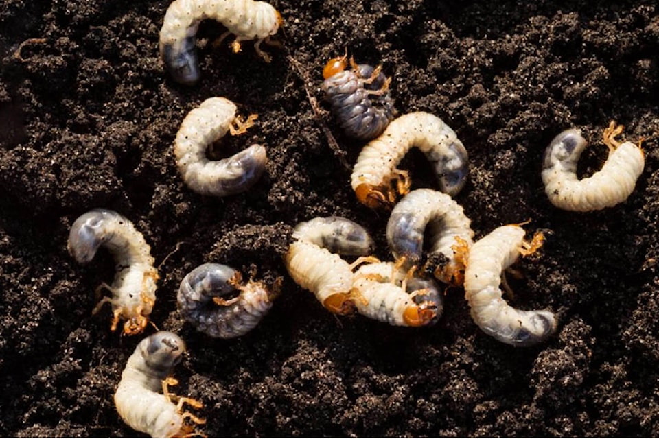 C-shaped chafer beetle larvae in dirt showing segmented body and tan head
