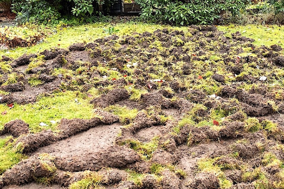 Severe lawn damage from European chafer beetle larvae showing torn turf and brown patches