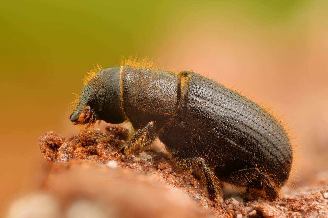 Elm bark beetles on elm bark
