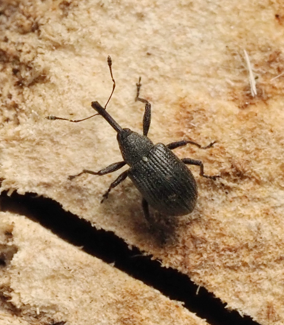 Strawberry blossom weevil on plant bud