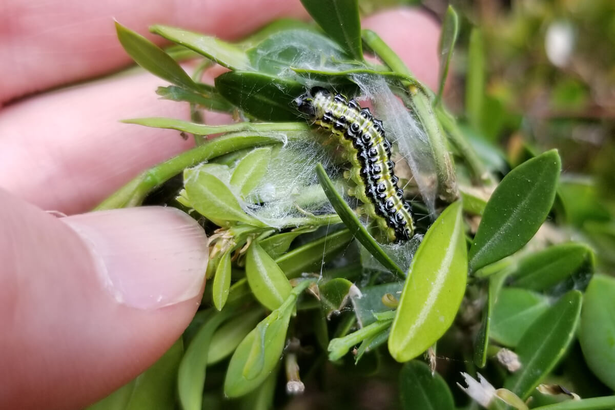 Box tree moth caterpillar
