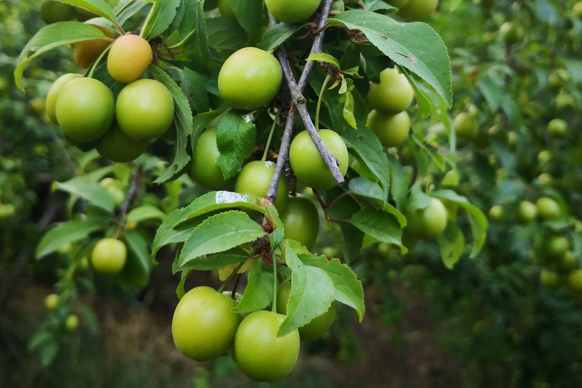 https://res.cloudinary.com/hpf2bgvwe/image/upload/v1753773424/media/00d2v000003qbb7eao/blog-kakadu-plum.jpg