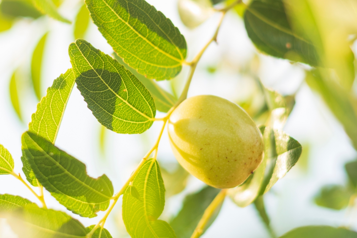 https://res.cloudinary.com/hpf2bgvwe/image/upload/v1753773575/media/00d2v000003qbb7eao/blog-jojoba.jpg