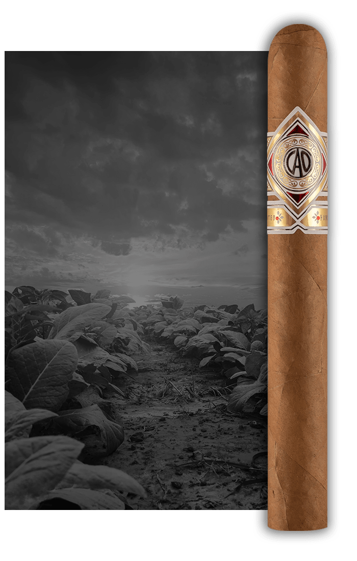CAO Gold Stick Image