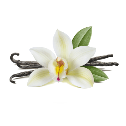 Image Representing Vanilla Tasting Notes