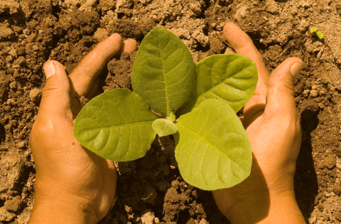 Decorative image representing Planting