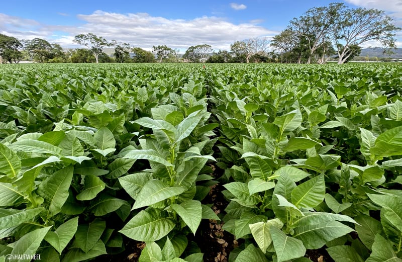 Puro Sabor 2024: Day 0 & 1 Image