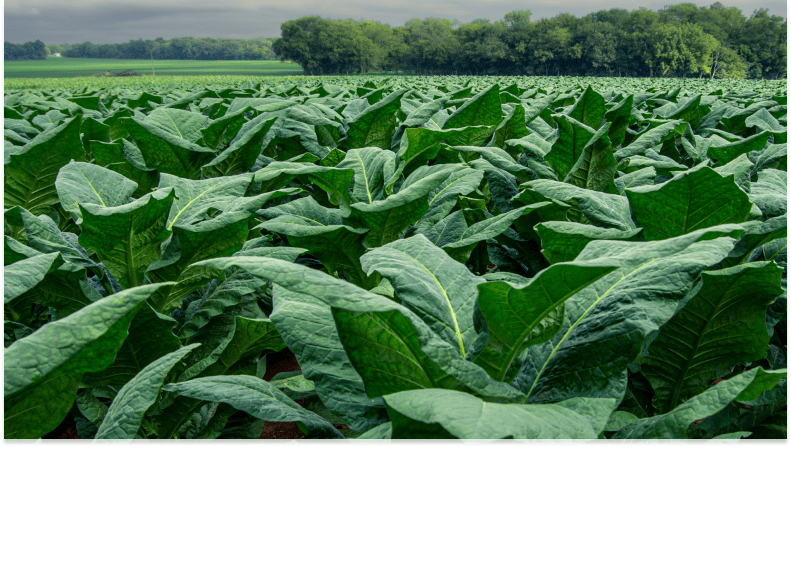 Outpost Field Notes: Mexican San Andres Tobacco Featured Image