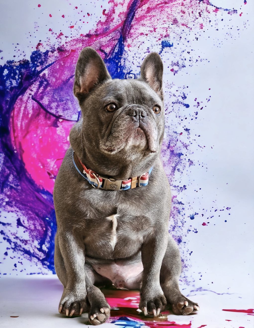 louis the cigar dog 2