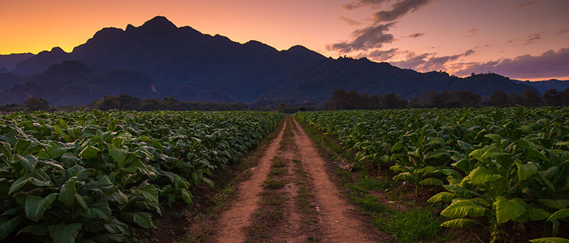 CAO Tobacco Fields