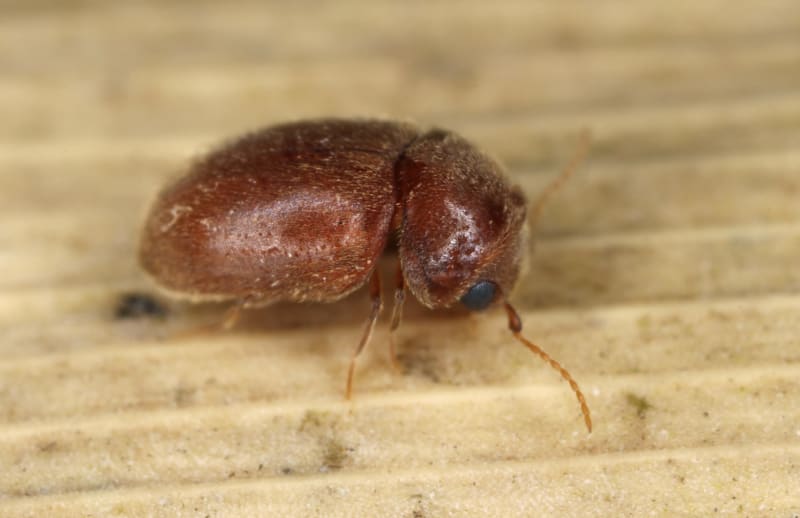 Cigar Beetles