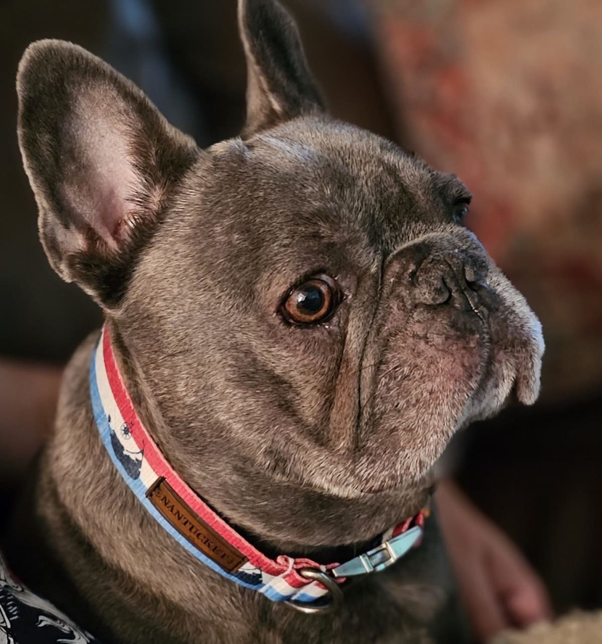 louis the cigar dog