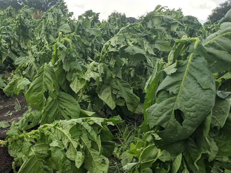 Florida Sun Grown tobacco spring crop completely destroyed Image
