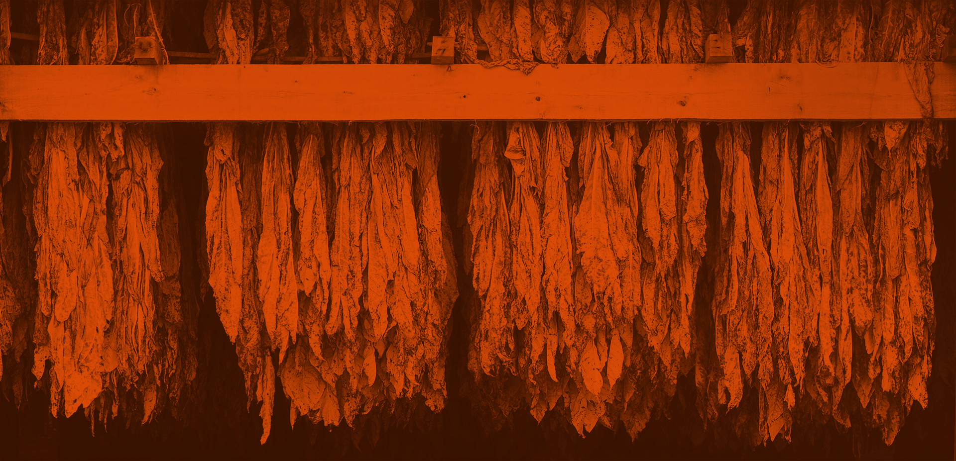 The Whats, Hows & Whys of Tobacco Curing Featured Image