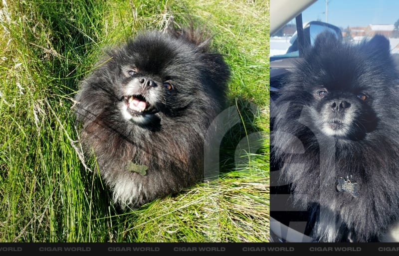 Mufasa the shop dog