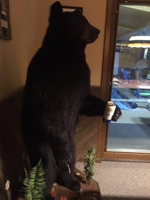 bear