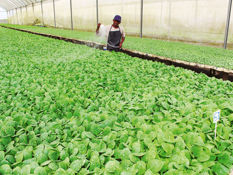 The rebirth of the Brazilian cigar industry Image