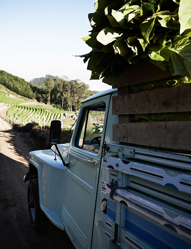 Truck filled with tobacco leaves