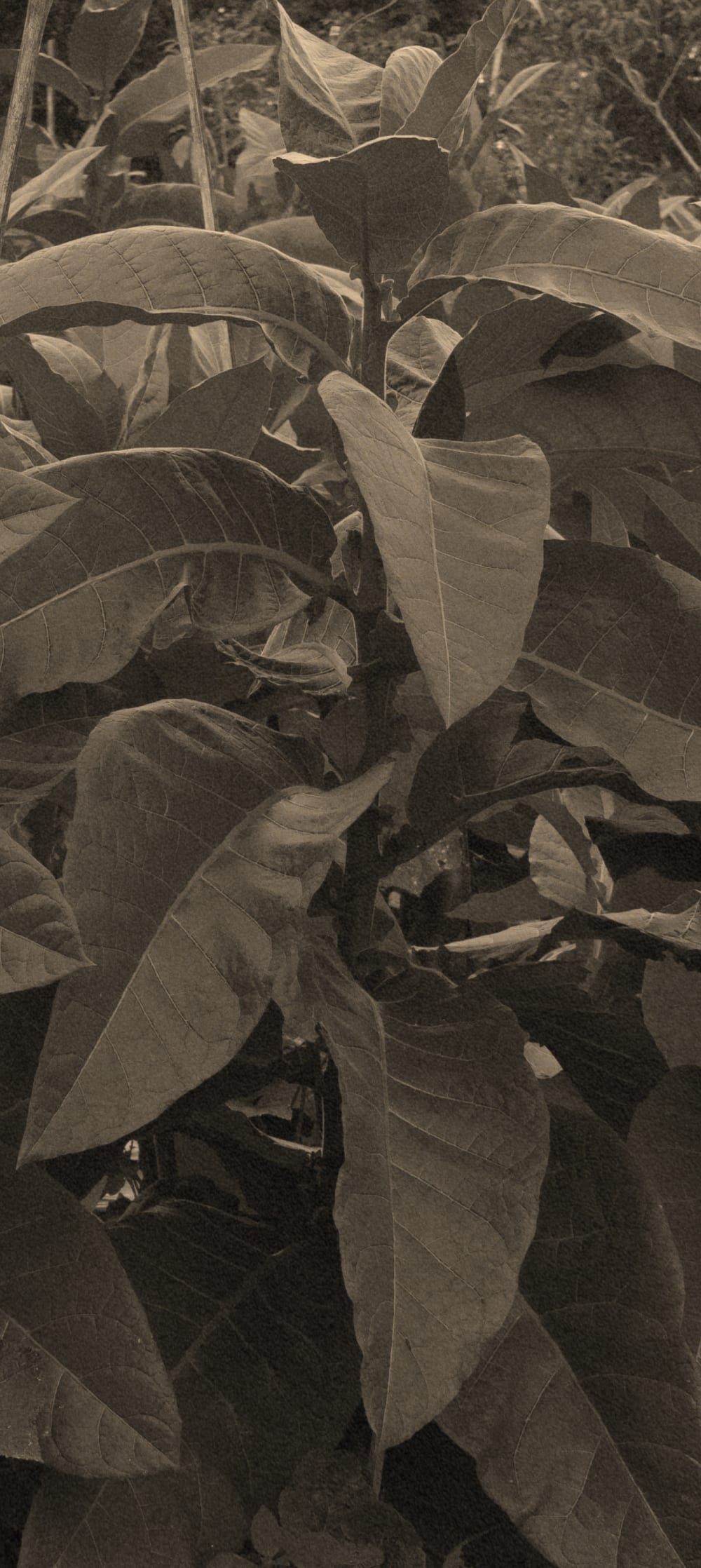 cafe image 1