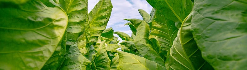 The Birth of Macanudo Image