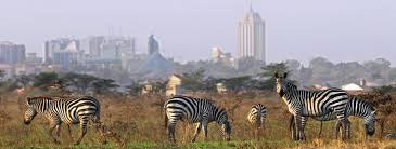 
                                                    Lioness and cubs in Nairobi National Park, Kenya: A breathtaking wildlife safari experience just outside the city"
                                                    