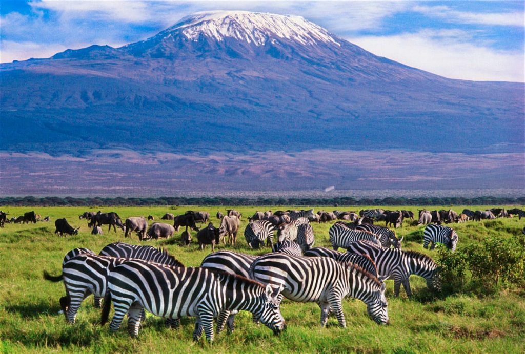 A photo of Zebra grazing around Mt. Kilimanjaro
                                                    